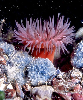 Actinia