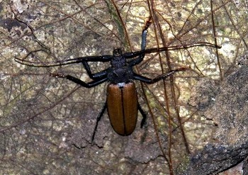 Beetle of Madasgacar