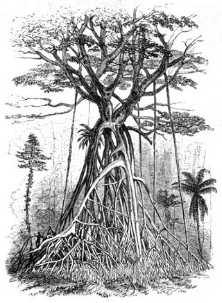 Tree Papua