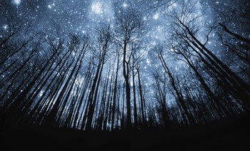trees in starry sky