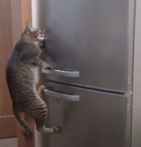 Katinas ir aldytuvas