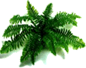 Boston fern