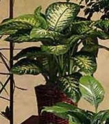 Dieffenbachia