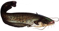 Catfish