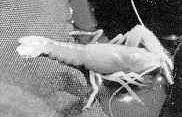 Cave Crayfish