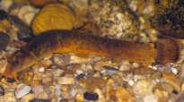 Cobitis loach