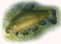 Tench