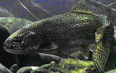 Rainbow troat