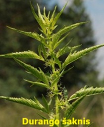 Durango �aknis