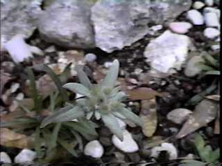 Leontopodium alpinum