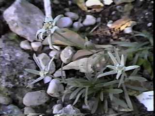 Leontopodium alpinum