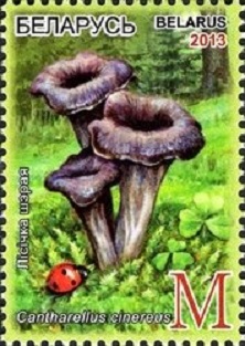 Pilkoji voverait� (pa�to �enkle)