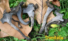 Paprastasis trimit�lis