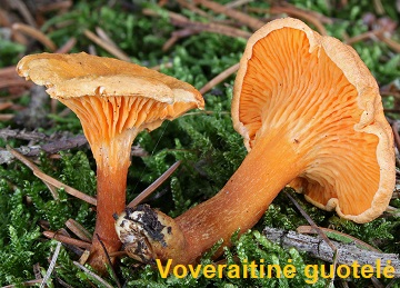 Voveraitin� guotel�