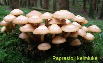 Paprastoji kelmiuk�