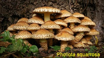 �vynuotoji skujagalv�