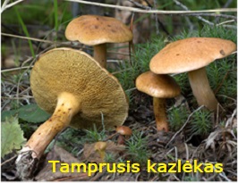 Tamprieji kazlkai