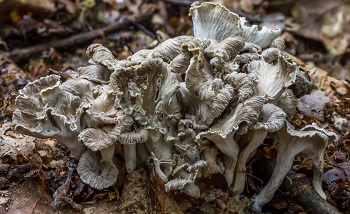 rRauk�l�toji voverait�