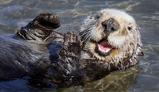 Kalanas: jrin dra / sea otter