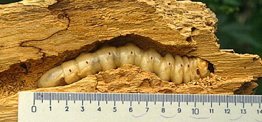 Reliktinis suotis: lerva