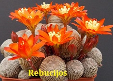 Rebucijos