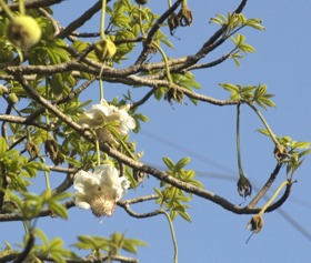 Baobab Flowers
