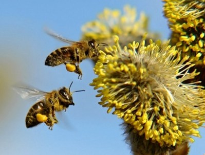 Bits renka iedadulkes