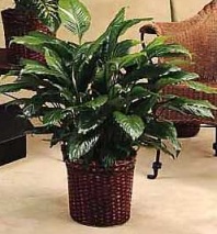 Spathiphyllum