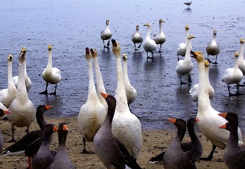 Singing swans