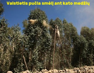 Valstietis pu�ia snm�l� ant kata