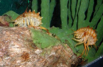 Accanogammarus of Baikal