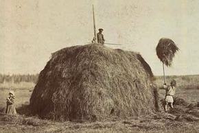 haymaking