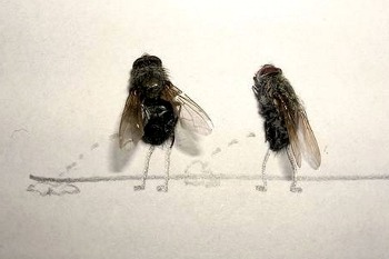 Flies in toilette