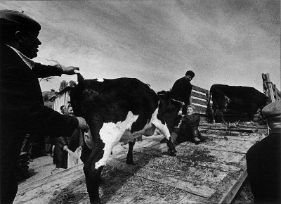 Macijauskas. Kaimo turgus