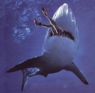 Shark Attack