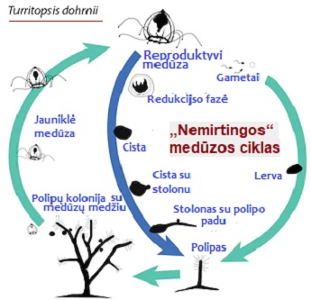 Nemirtingos medzos ciklas