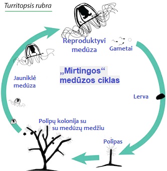 Mirtingos medzos ciklas