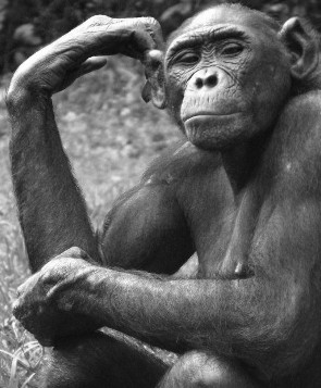 Thinking Ape
