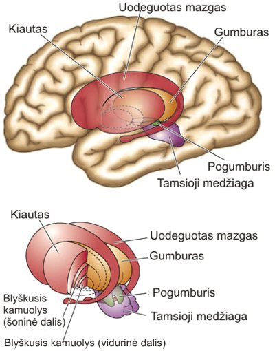Striatum. Brain