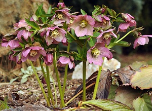 Rausvažiedis eleboras