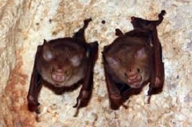 Kiaulianosiniai šikšnosparniai