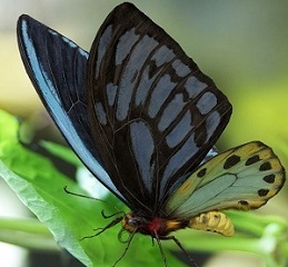 Aleksandros paukščiasparnis