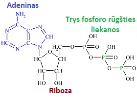 Adenozintrifosforins rgties molekul