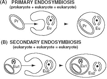 Endosymbiosis illustration
