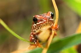 FROG: Hyperolius viridiflavus