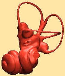 Semicircular Canals
