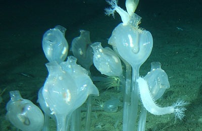 From Antarctics deapth