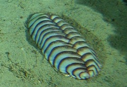 Antarktidos gelmėse