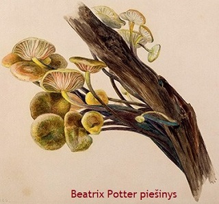 Beatrix Potter piešinys