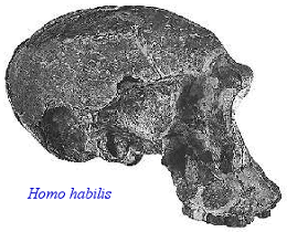 Homo habilis